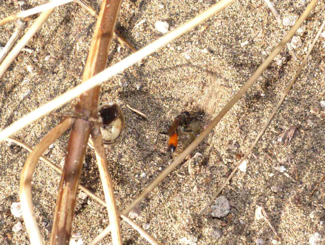 Ammophila: comportamento strano